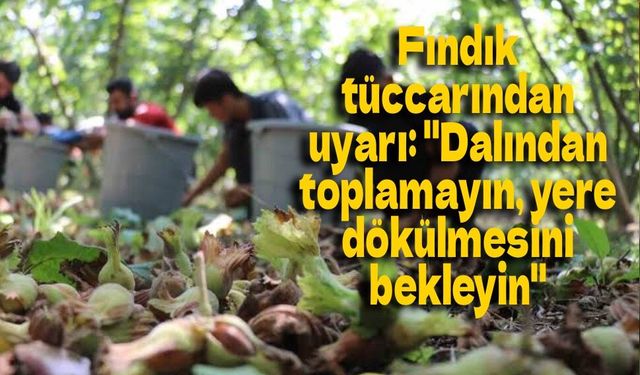 Fındık tüccarından uyarı: "Dalından toplamayın, yere dökülmesini bekleyin"