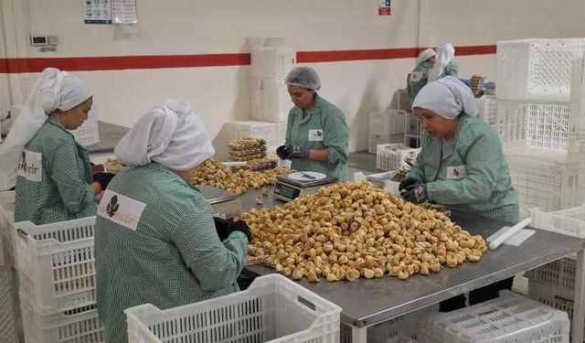 İncirde ihracat heyecanı: Rekolte arttı, gözler yeni rekorda çevrildi