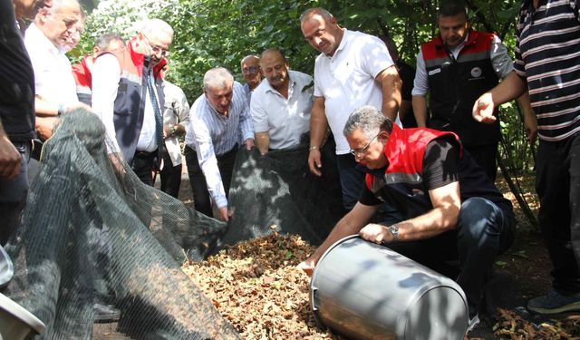 Fındıkta fileli hasat dönemi: Maliyeti yüzde 70 düşürüyor ve kaliteyi artırıyor