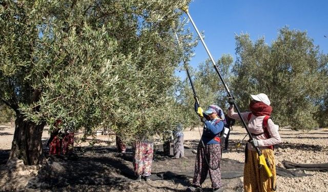 Güney Marmara’da zeytin hasadı başladı, üreticinin gözü fiyatta