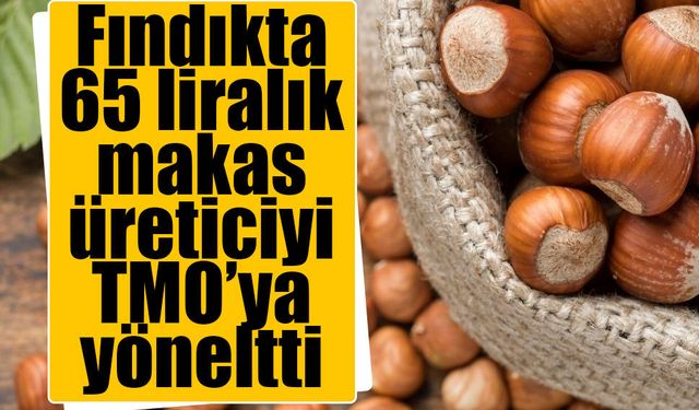 Fındıkta 190 lira şoku! Üretici TMO'ya yöneldi