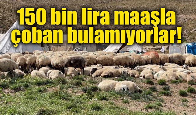 Çobana 150 bin lira maaş veriliyor, yine de üretici aradığını bulamıyor