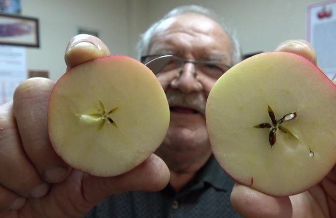 Kesilince Ortaya Yıldız şekli çıkıyorsa gerçek misket elma!
