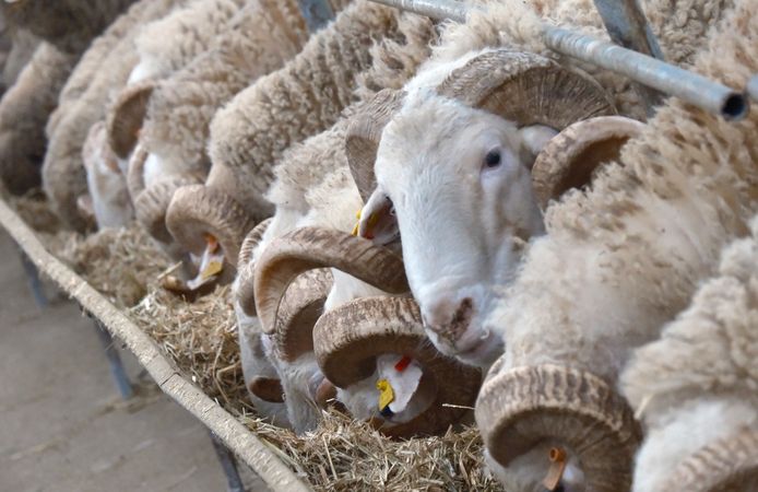 Türkiye'nin en değerli koçları rekor fiyatlara satılıyor