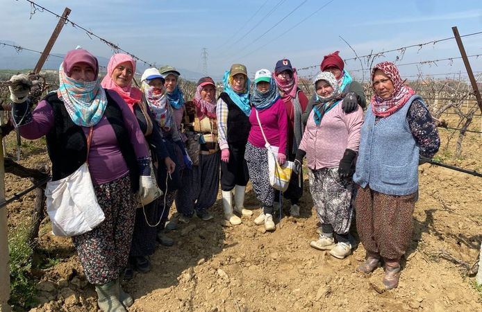 Yağışa teslim olan bağlar yeniden canlandı