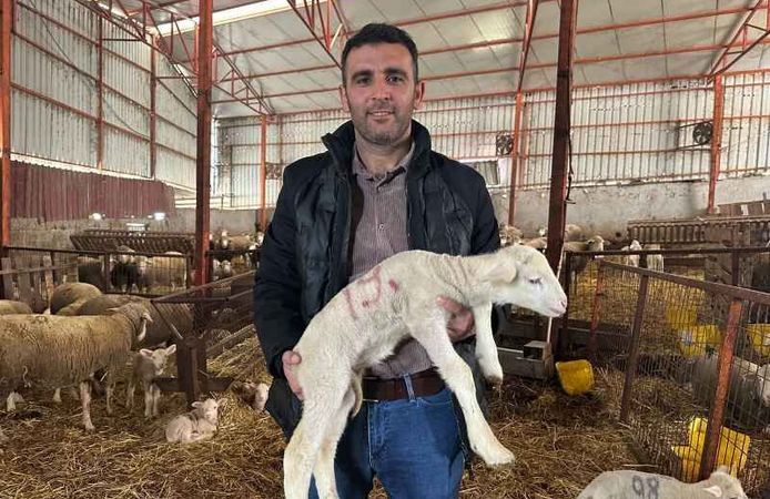 Milyonluk Koçun Kuzuları İçin Sıraya Girdiler