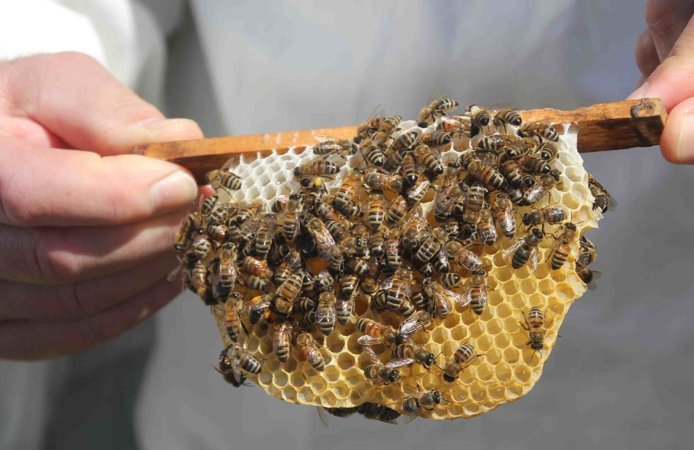 Ordu’da arıcılığa “kraliçe” dokunuş: Üretim ve ticaret kapasitesi artacak