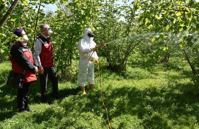 Fındıkta külleme ve kozalak akarına karşı mücadele başlatıldı