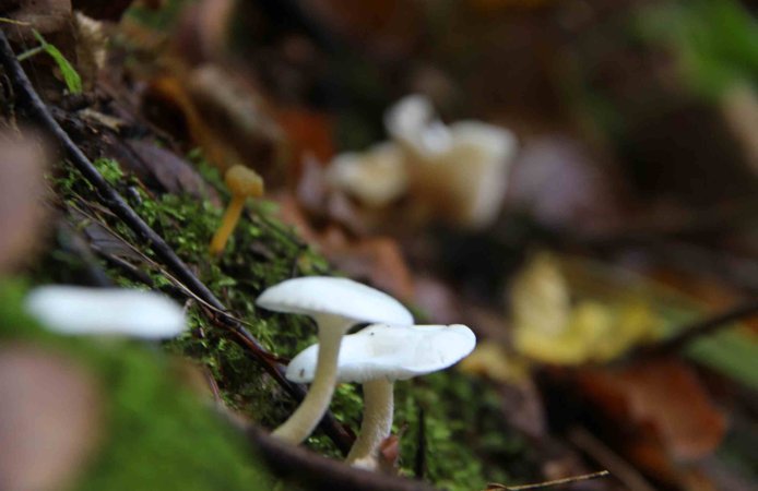 Kahverengi kokarcaya karşı yeni umut: Zehirli mantarlarla biyolojik mücadele