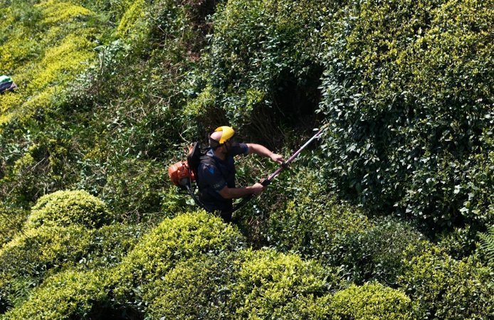 Yaş çay sezonuna sayılı günler kala üreticiler hazırlıklarını sürdürüyor