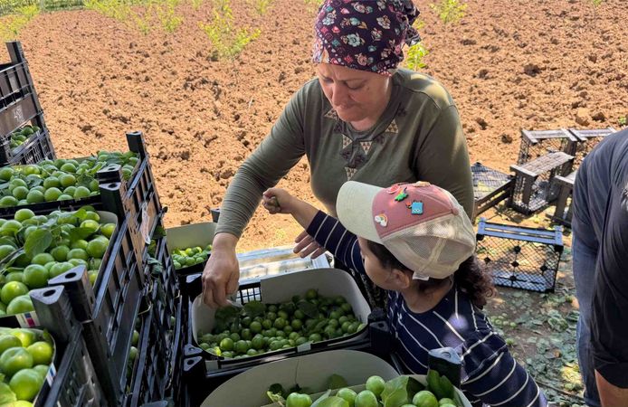 İznik Ovasında "Var Yılı": Rekolte 4 Katına Çıktı