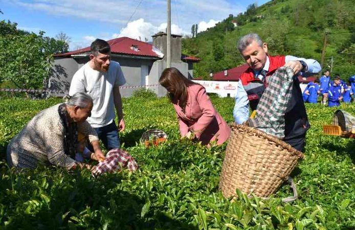 Artvin'de çay sezonu açıldı