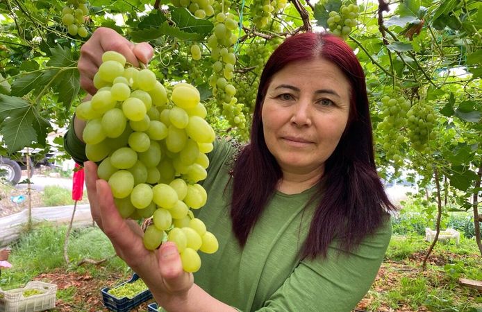 Mersin'de turfanda üzüm hasadı başladı