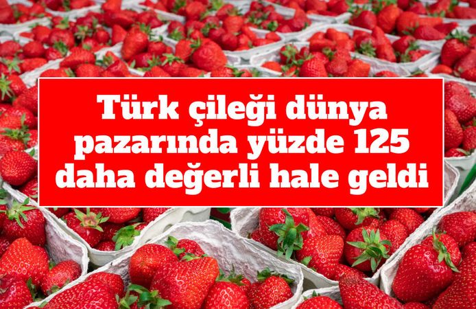 Türk çileği dünya pazarında yüzde 125 daha değerli hale geldi