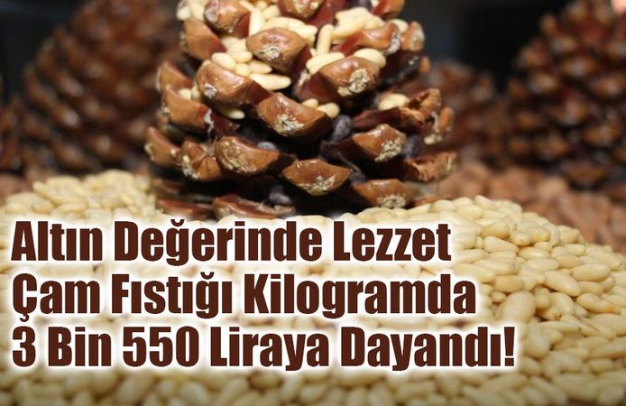 Altın Değerinde Lezzet: Aydın Çam Fıstığı Kilogramda 3 Bin 550 Liraya Dayandı!