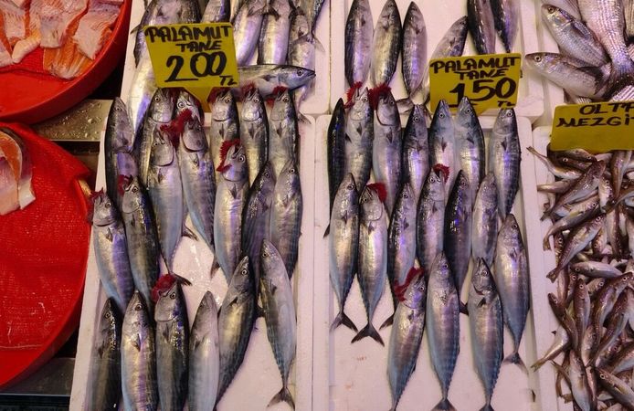 Palamutta bereket umudu: Balıkçılar "O sene bu sene" diyor