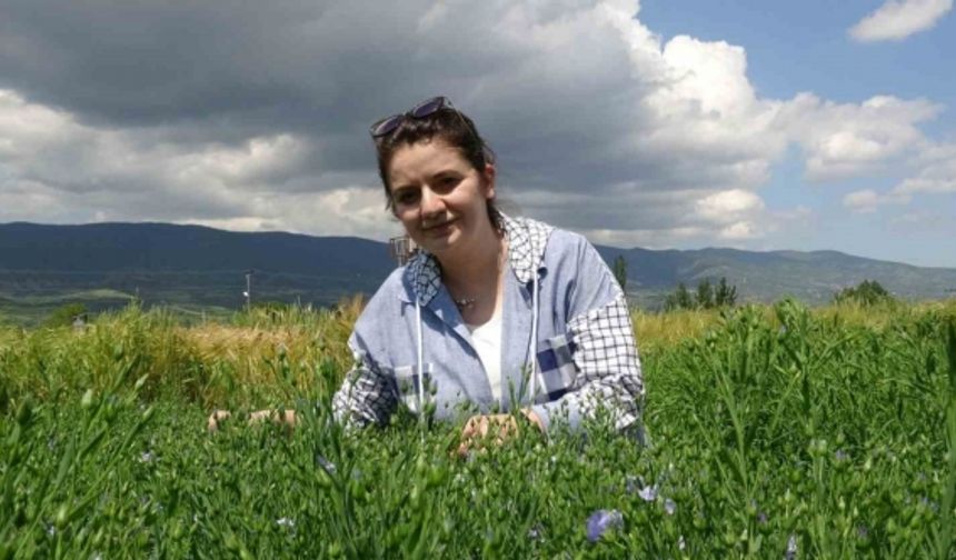 Bilim insanları Tokat için karabuğdayı araştırıyor