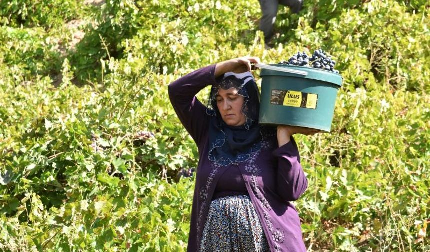 150-200 yıldır doğal yollarla yapılan üzüm pekmezine yoğun ilgi