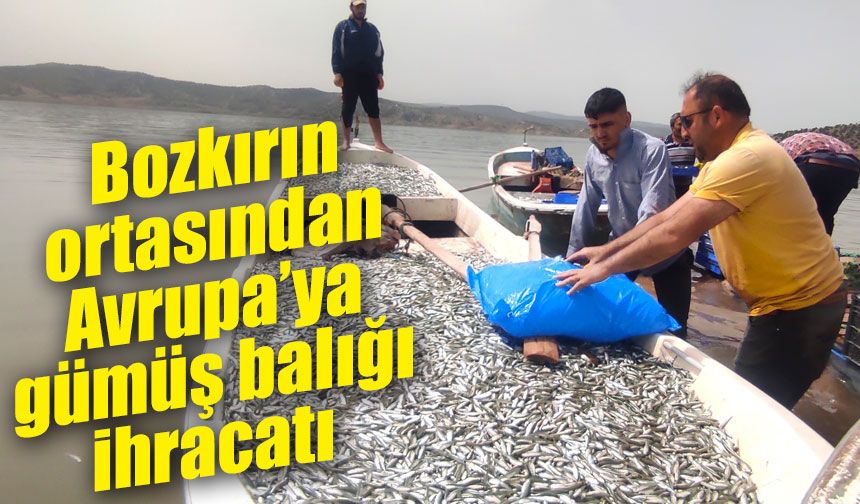 Bozkırın ortasından Avrupa’ya gümüş balığı ihracatı