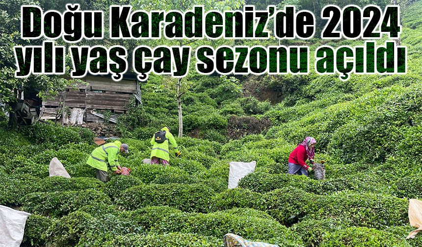 Doğu Karadeniz’de 2024 yılı yaş çay sezonu açıldı