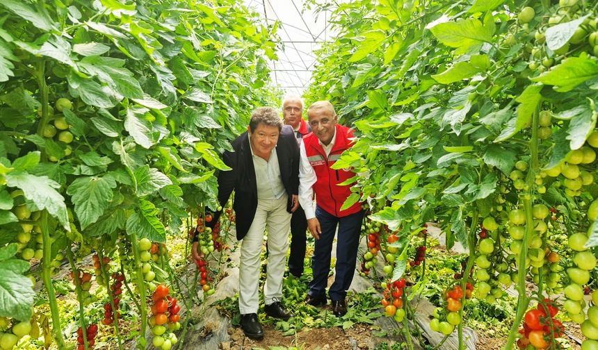 Karadeniz’in en büyük sebze serasında sezonun ilk domates hasadı yapıldı