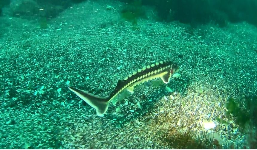 Nesli 200 milyon yıl öncesine dayanıyor: Ordu'da nesli tehlike altında olan ‘Mersin balığı' görüntülendi