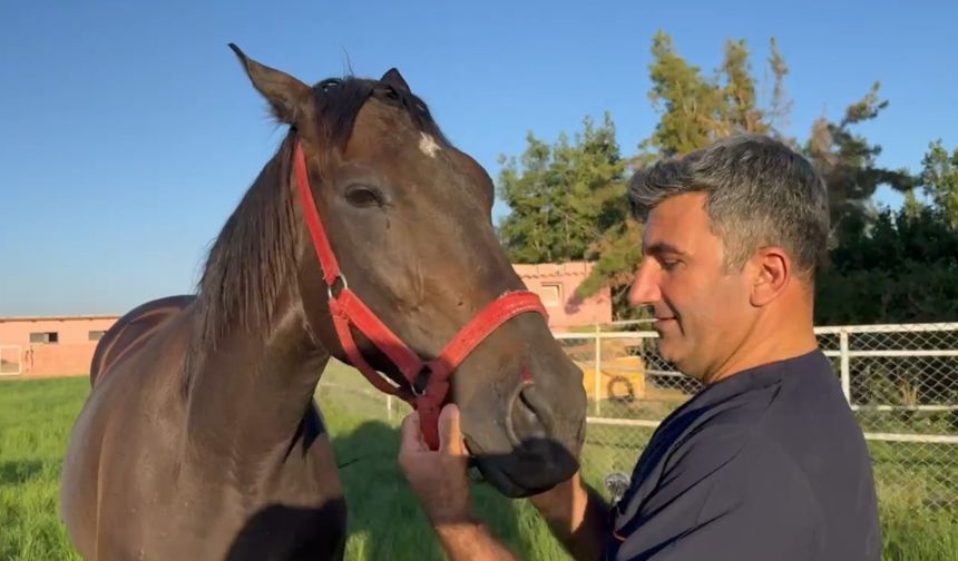Milyonluk Arap ve İngiliz yarış atları Şanlıurfa'da yetişiyor