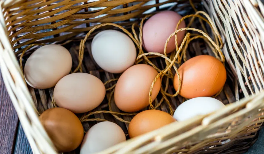 Kişi başına düşen yumurta üretimi 15 adet azaldı