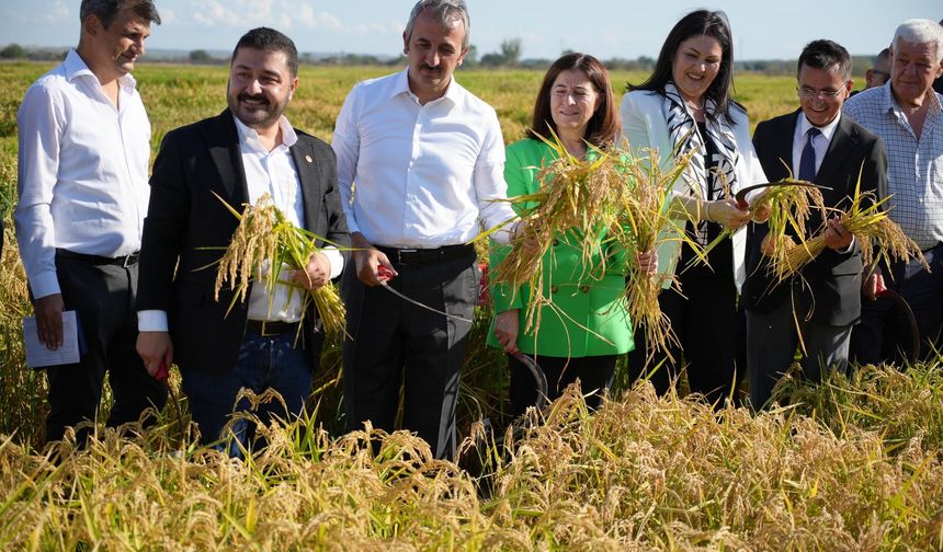 Edirne'de tarıma üç yeni pirinç çeşidi kazandırıldı