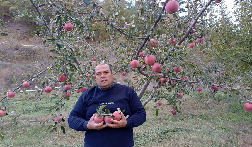 Adana'da zirveye kar yağdı, elma hasadı erken yapıldı