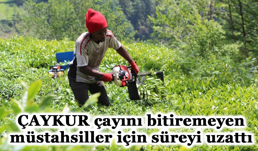 ÇAYKUR çayını bitiremeyen müstahsiller için süreyi uzattı