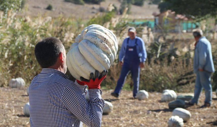 Tarlada 5 lira, 10 kilometre uzaklıktaki pazarda 30 liradan satılıyor!