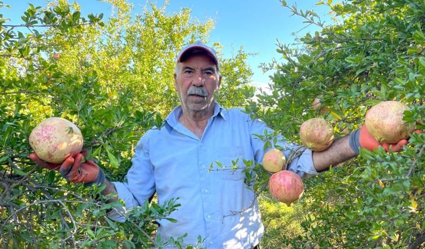 Avrupa Birliği tescilli narın hasadı başladı