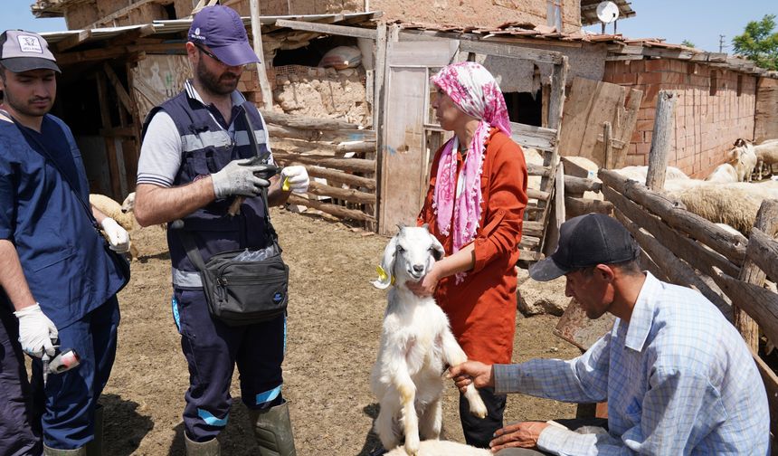 Aşısı olmayan riskli hayvana sahip çiftçilere uyarı: "Destek alamayacaklar"