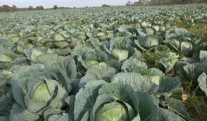 Bafra Ovası’nda mor ve beyaz lahananın hasadı başladı