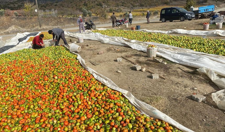 Yeşilken toplanıyor, renk alınca satışa sunuluyor