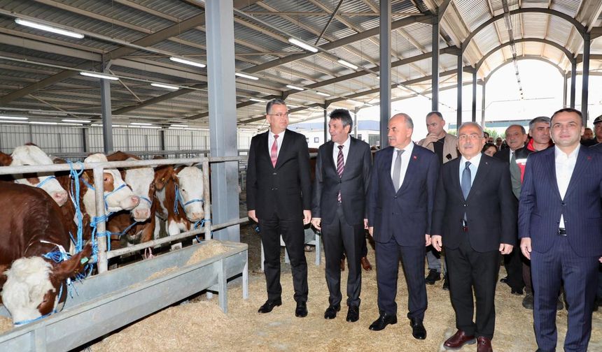 Ordu’da üreticilere gebe düve dağıtımı gerçekleştirildi