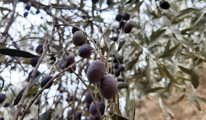 Günlük 3 bin liraya çalışacak zeytin işçisi bulunamıyor