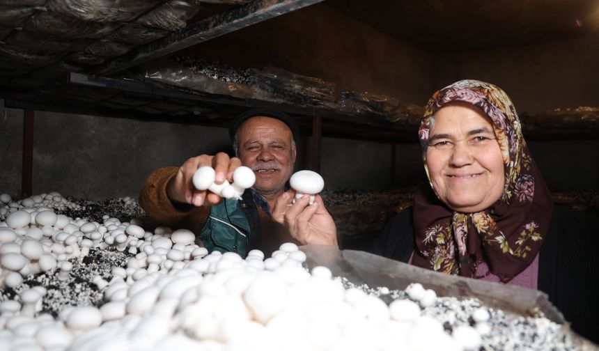 Adana’da Emekli Kadının Mantar Başarısı: Evde 400 Kilo Hasat!