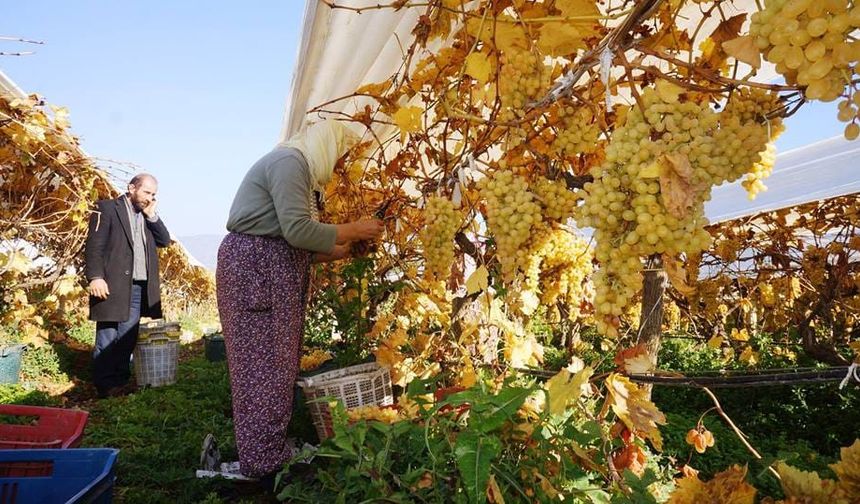 Yeni yılın ilk sofralarını Manisa'nın üzümü tatlandıracak