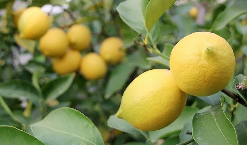 Adana’da limon alarmı: Hasat başladı, gözler Rusya pazarında