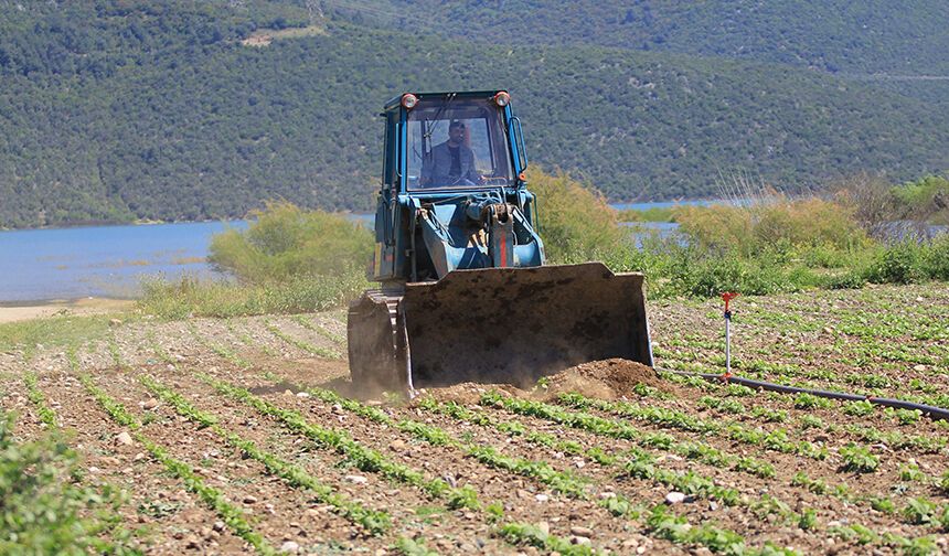 Tarım-GFE yıllık yüzde 34,26 arttı