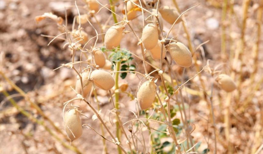Kırşehir'de hasat tamamladı, çiftçi istediği rekolteye ulaşamadı