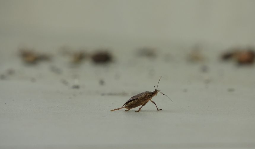 Ordu’da Kahverengi Kokarca Alarmı: Tarım Ürünleri ve Evler Tehlikede