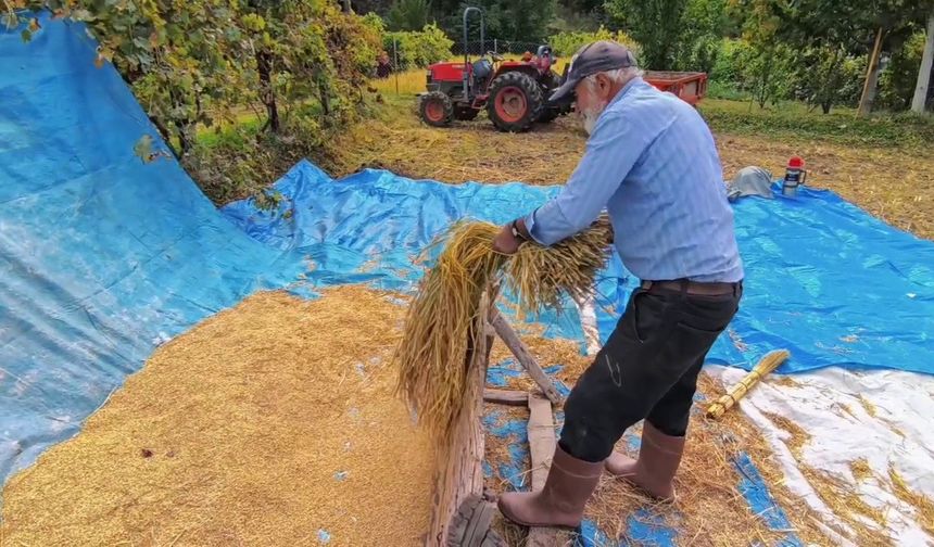Artvin’in Bereketli Topraklarında Pirinç ve Butko Zeytini Hasadı