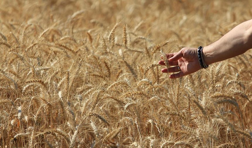 Küresel Tahıl Üretimi Tüm Zamanların Zirvesine Ulaşıyor