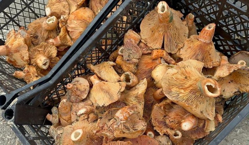 Yağmur Yağdı, Kanlıca Mantarı 300 TL’den 100 TL’ye Düştü