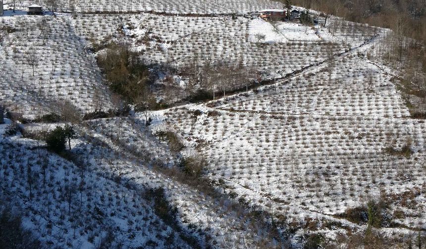 Karadeniz’de Kar Yağışı Fındık ve Tarım Ürünlerine Can Suyu Oldu