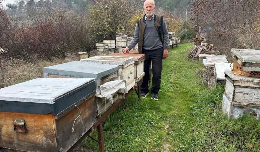 Zirai İlaçlar Arıları Vurdu: Bursa’da Milyonlarca Arı Telef Oldu