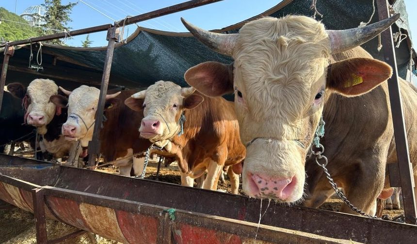 Besilik Hayvan İthalatı Başvuruları 12 Ocak’ta Başlıyor